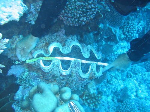 Fluted giant clam