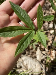 Cardamine bulbifera