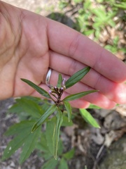 Cardamine bulbifera
