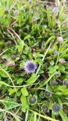 Globularia bisnagarica