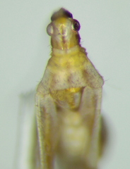 Macrolophus