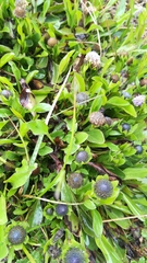 Globularia bisnagarica