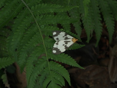 Nyctemera carissima