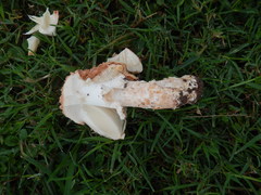 Saproamanita nauseosa