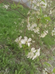 Prunus cerasus