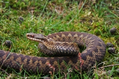 Adder photo 4