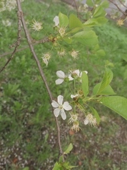 Prunus cerasus