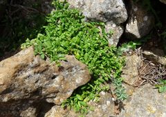 Polycarpon polycarpoides