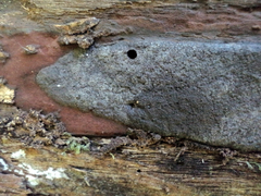 Annulohypoxylon atroroseum