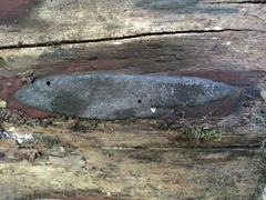 Annulohypoxylon atroroseum