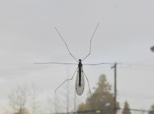 Trichoceridae