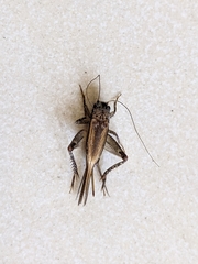 Loxoblemmus