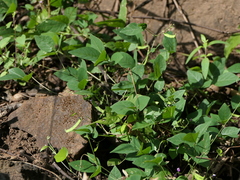 Teramnus labialis
