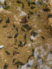Thiaridae