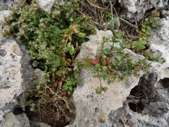 Polycarpon polycarpoides