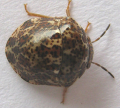 Sphaerocoris testudogrisea
