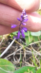 Polygala amarella