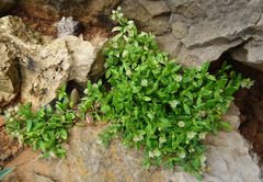 Polycarpon polycarpoides