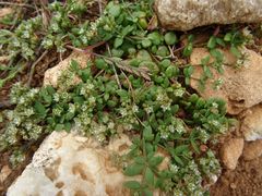 Polycarpon polycarpoides