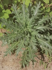 Hyoscyamus niger