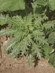 Hyoscyamus niger