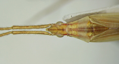 Dolichomiris