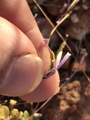 Areocleome oxalidea