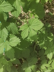 Humulus lupulus