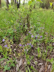Glechoma hederacea