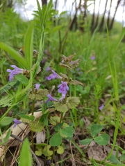 Glechoma hederacea