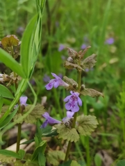 Glechoma hederacea