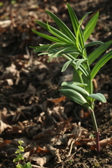 Polygonatum sewerzowii