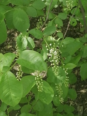 Prunus padus