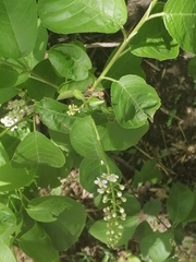 Prunus padus