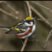 Chestnut-sided Warbler - Photo (c) Stewart Ho, some rights reserved (CC BY-NC-ND)