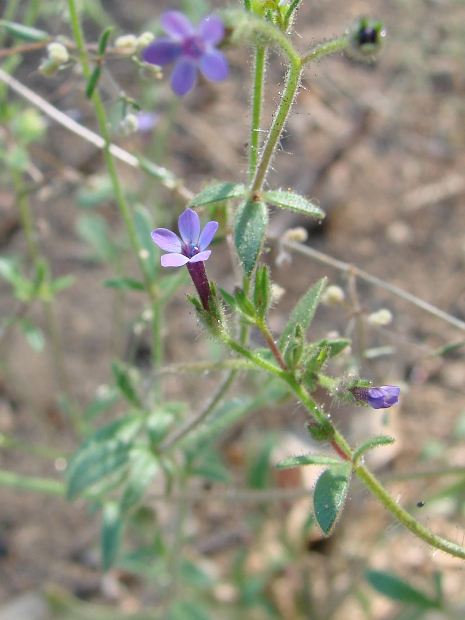 Allophyllum gilioides