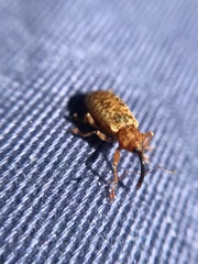 Dorytomus
