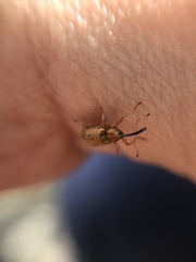 Dorytomus