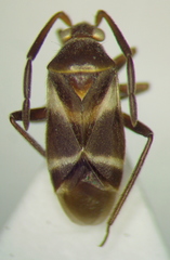 Ceratocapsini