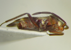 Ceratocapsini