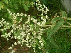Buddleja americana