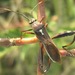 Mirperus jaculus - Photo no hay derechos reservados, subido por Botswanabugs