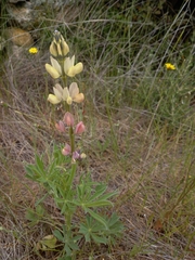 Lupinus gredensis