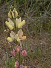 Lupinus gredensis