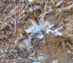 Pephricus