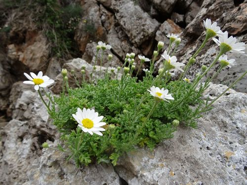 Sea Chamomile