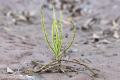 Drosera finlaysoniana