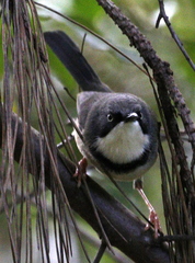 Apalis thoracica claudei