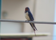 Hirundo rustica
