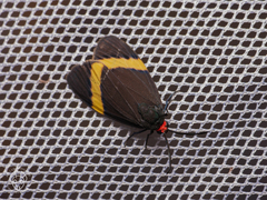 Pidorus